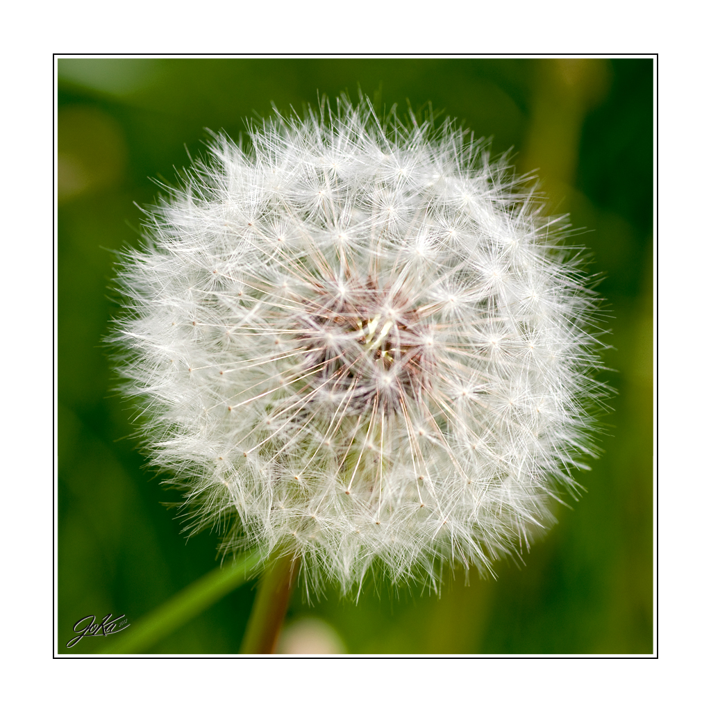 Pusteblume