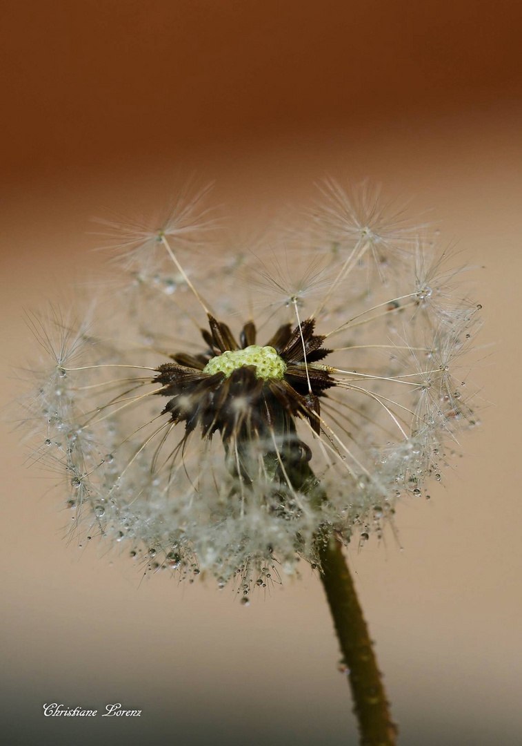 Pusteblume