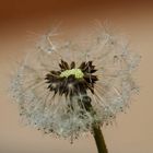 Pusteblume