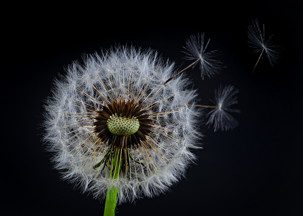 Pusteblume