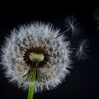 Pusteblume