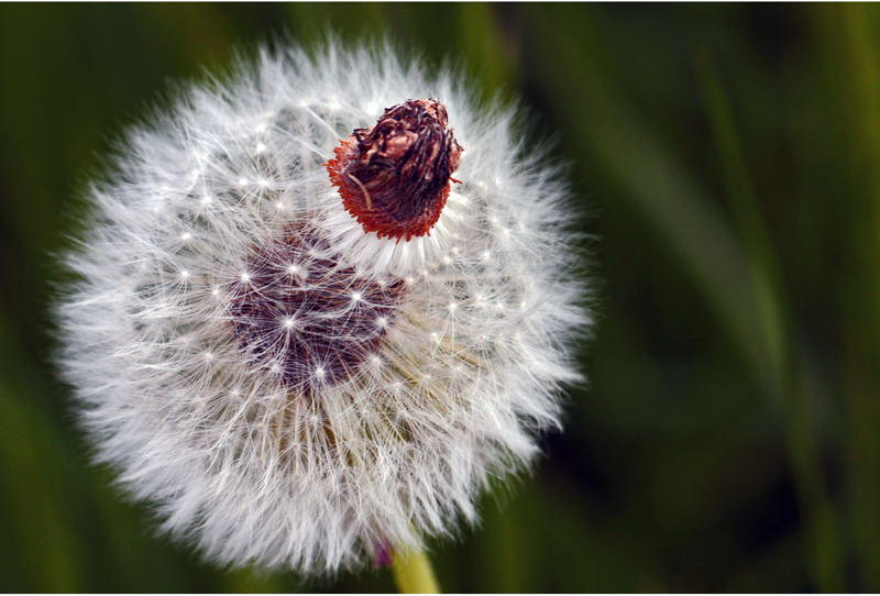 Pusteblume