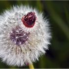 Pusteblume