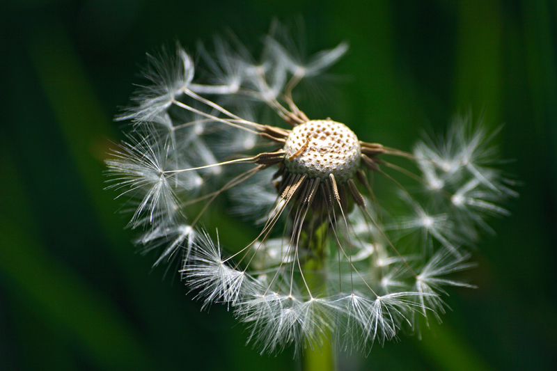 PUSTEBLUME