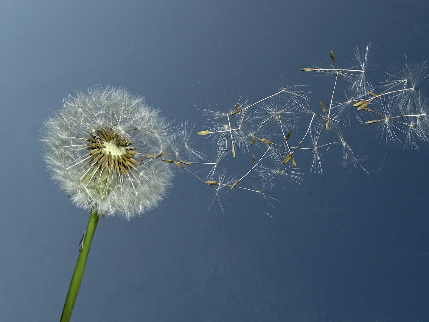 Pusteblume