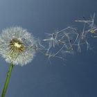 Pusteblume