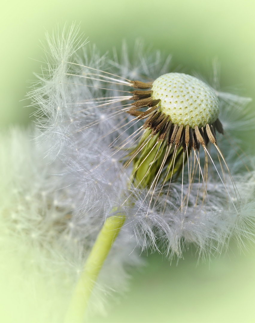 Pusteblume