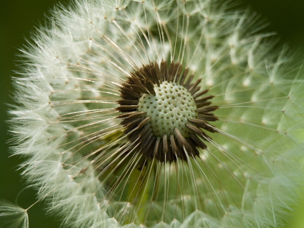 Pusteblume 2