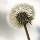 Pusteblume 2