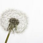 Pusteblume 2