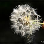 Pusteblume 2...