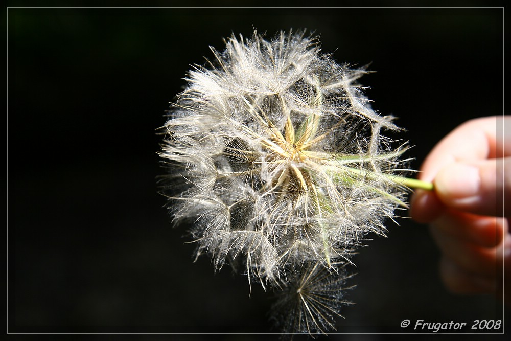 Pusteblume 2...