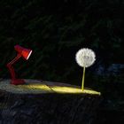 Pusteblume -2-