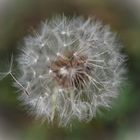 Pusteblume 2