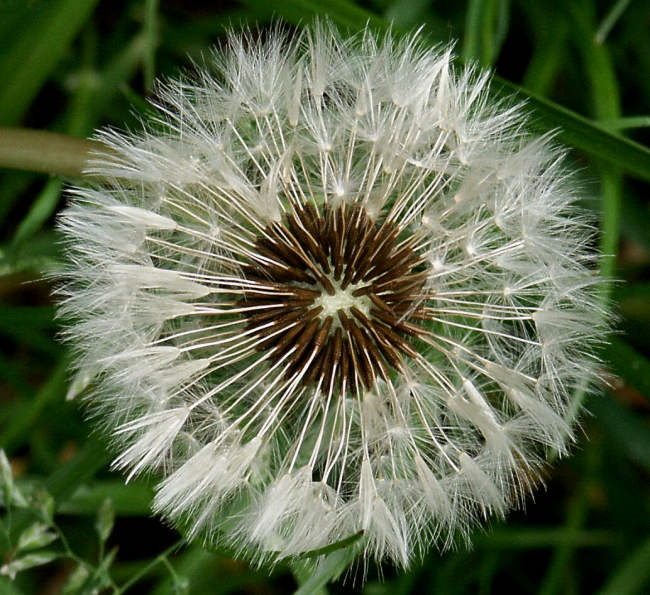 Pusteblume 2