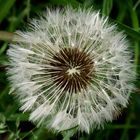 Pusteblume 2