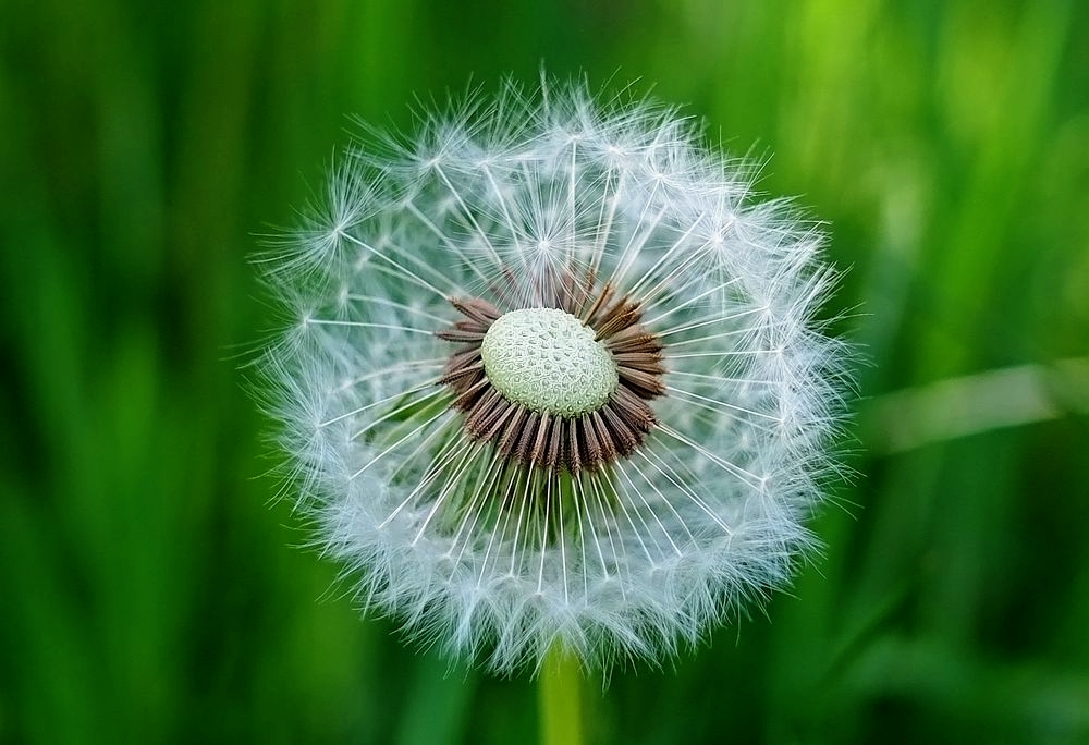 Pusteblume - 2