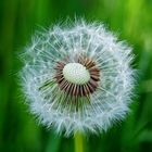 Pusteblume - 2