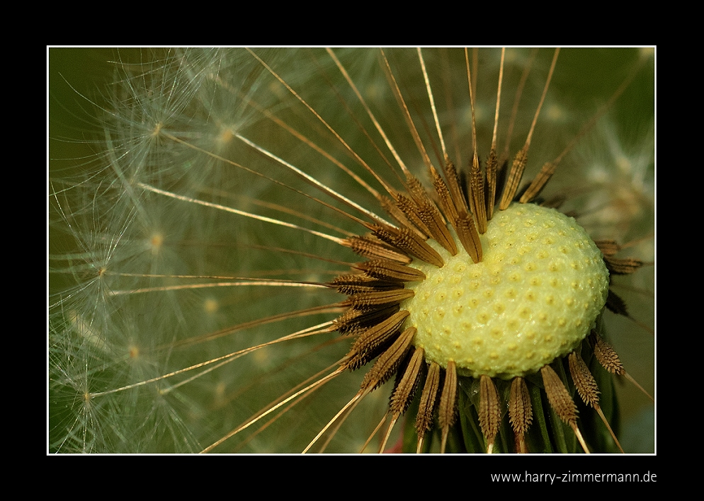 Pusteblume - 2