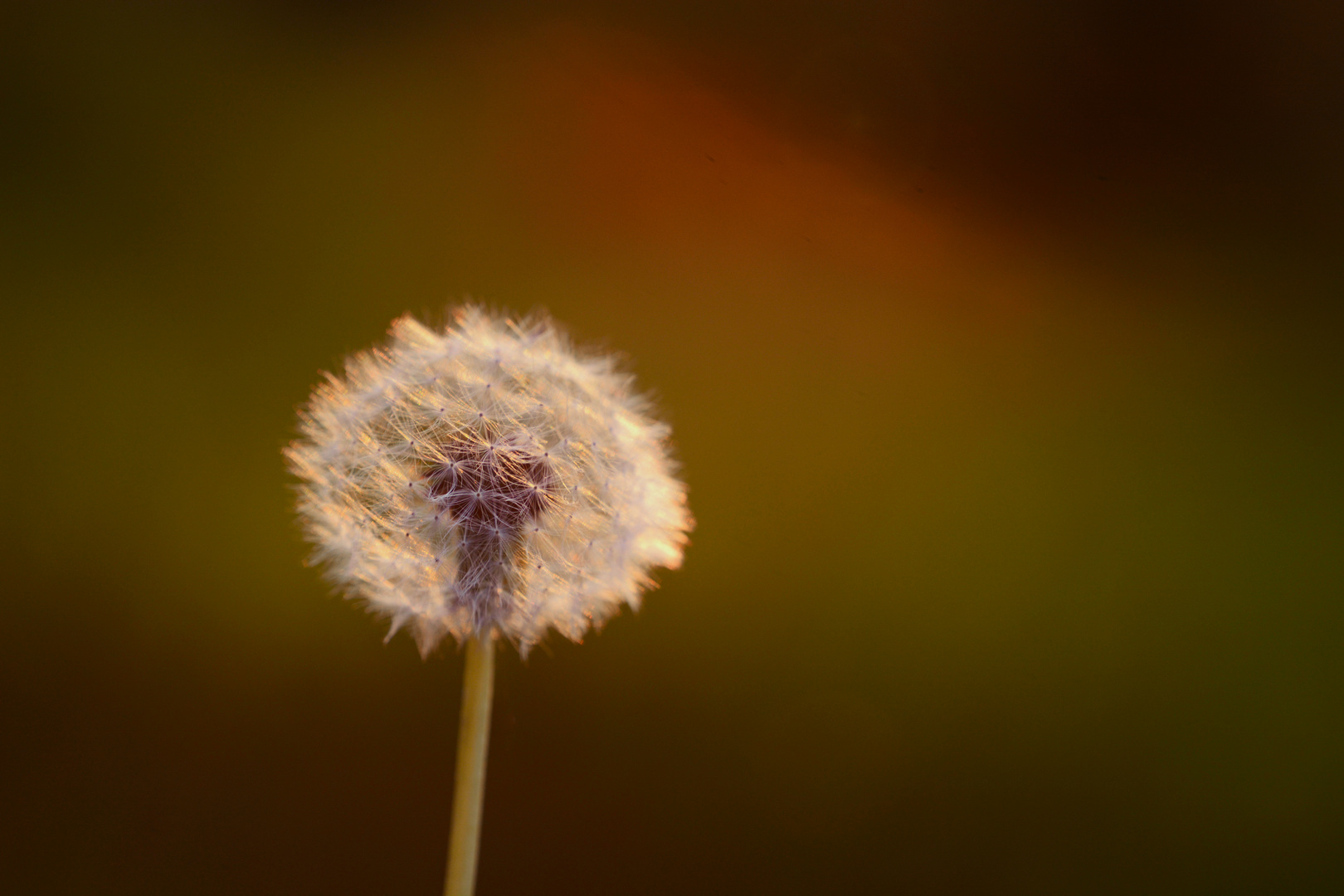 Pusteblume 2