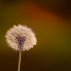 Pusteblume 2