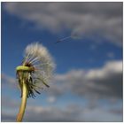 Pusteblume #2