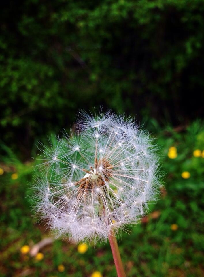 Pusteblume 2