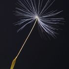 Pusteblume 2