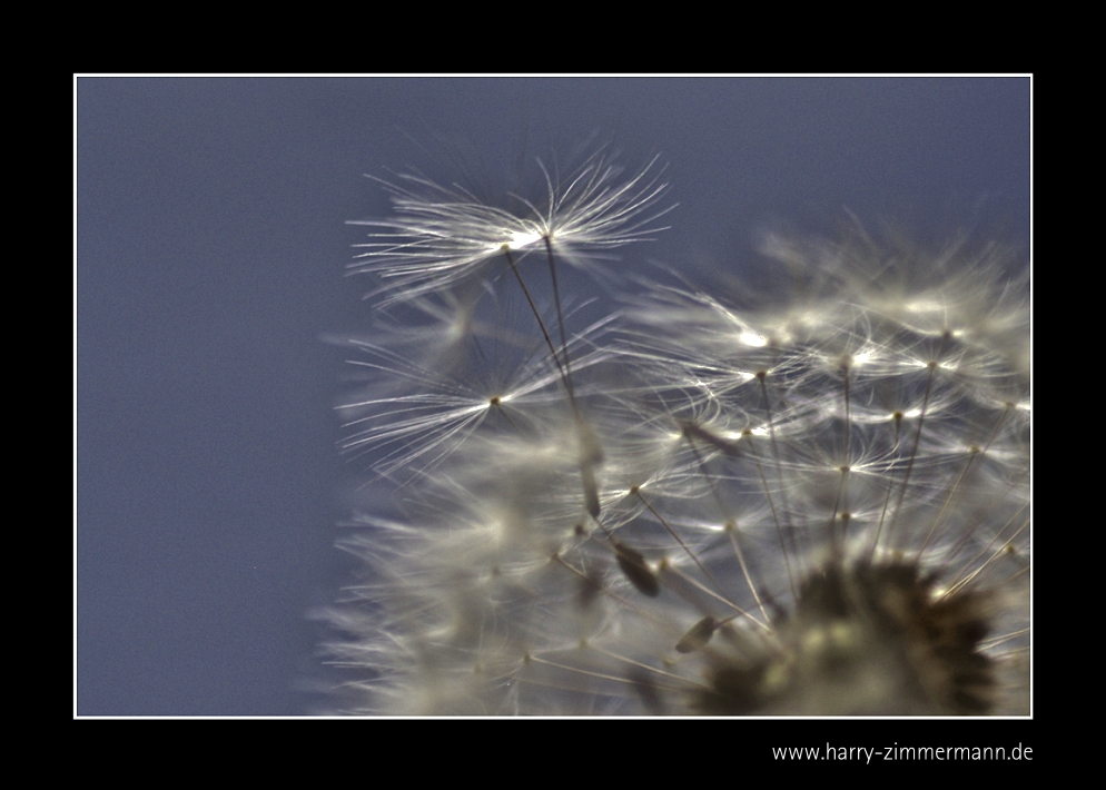 Pusteblume - 2