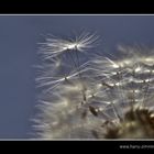 Pusteblume - 2