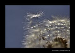 Pusteblume - 2