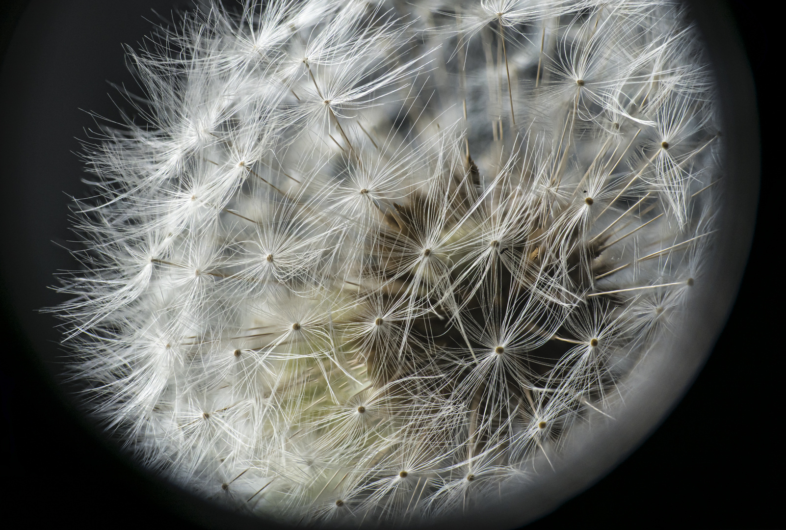 Pusteblume-2