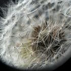 Pusteblume-2