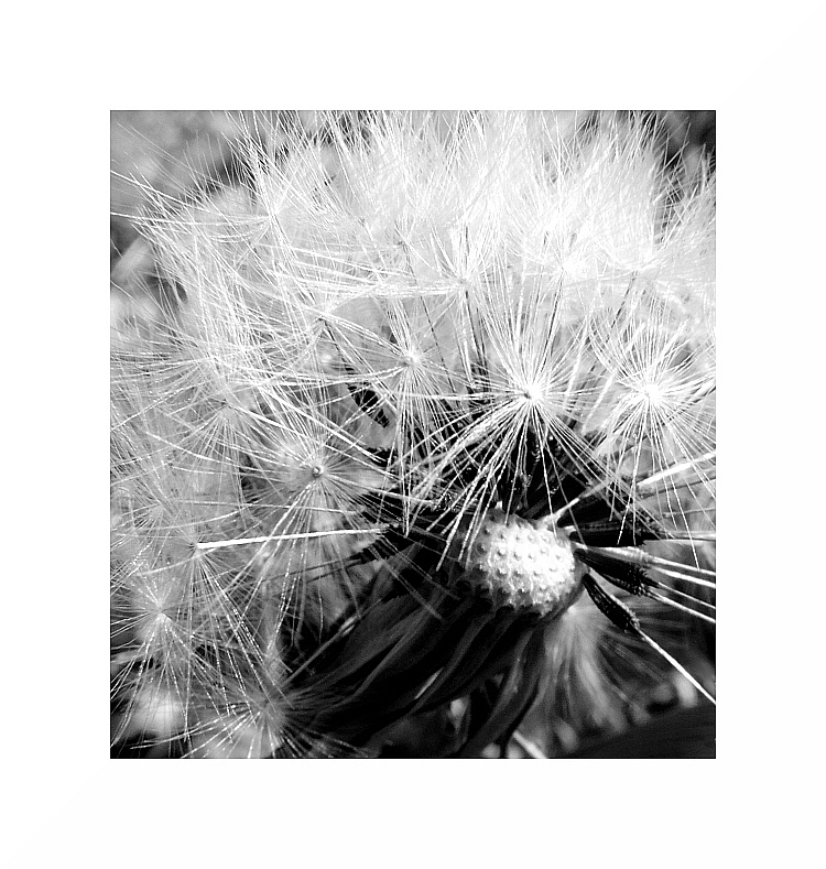 Pusteblume 2