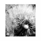 Pusteblume 2