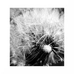 Pusteblume 2