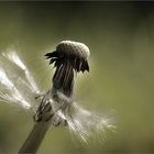 Pusteblume [2]