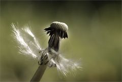 Pusteblume [2]