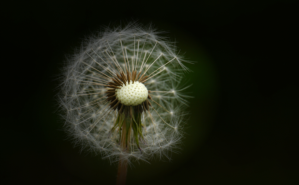 Pusteblume 2