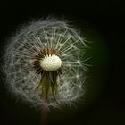 Pusteblume 2