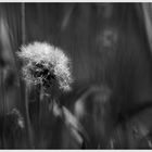 - Pusteblume 2 -