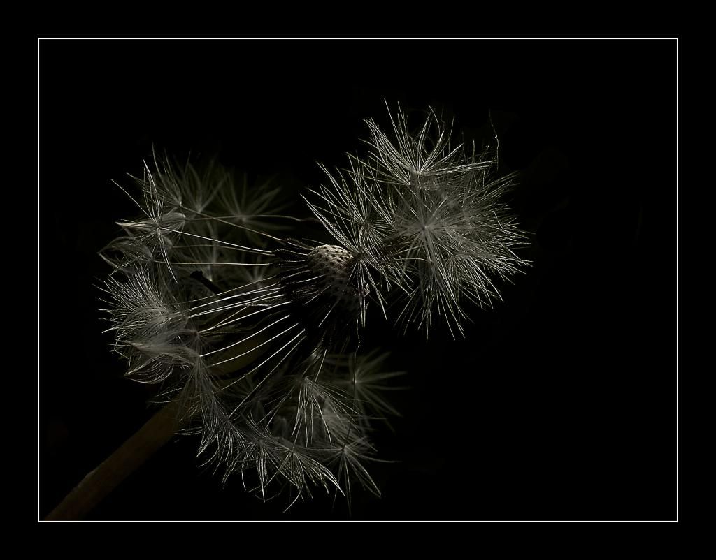 Pusteblume 2....