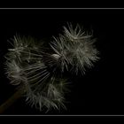 Pusteblume 2....