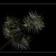 Pusteblume 2....