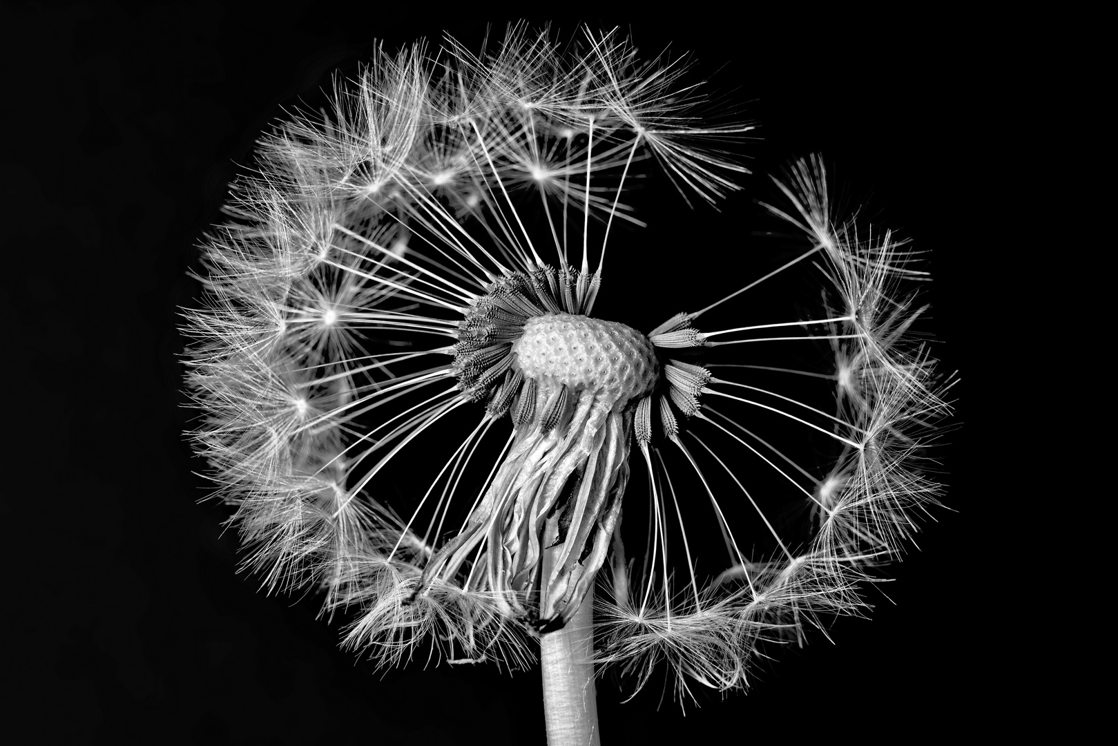 Pusteblume (2)