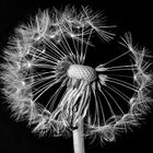 Pusteblume (2)