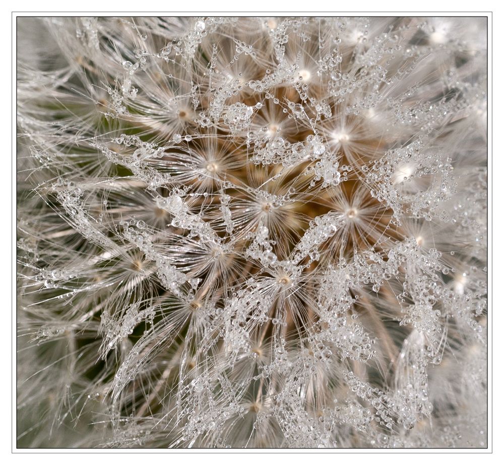 Pusteblume 2