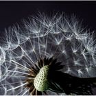 ~ Pusteblume 2 ~