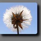 Pusteblume (2) ...