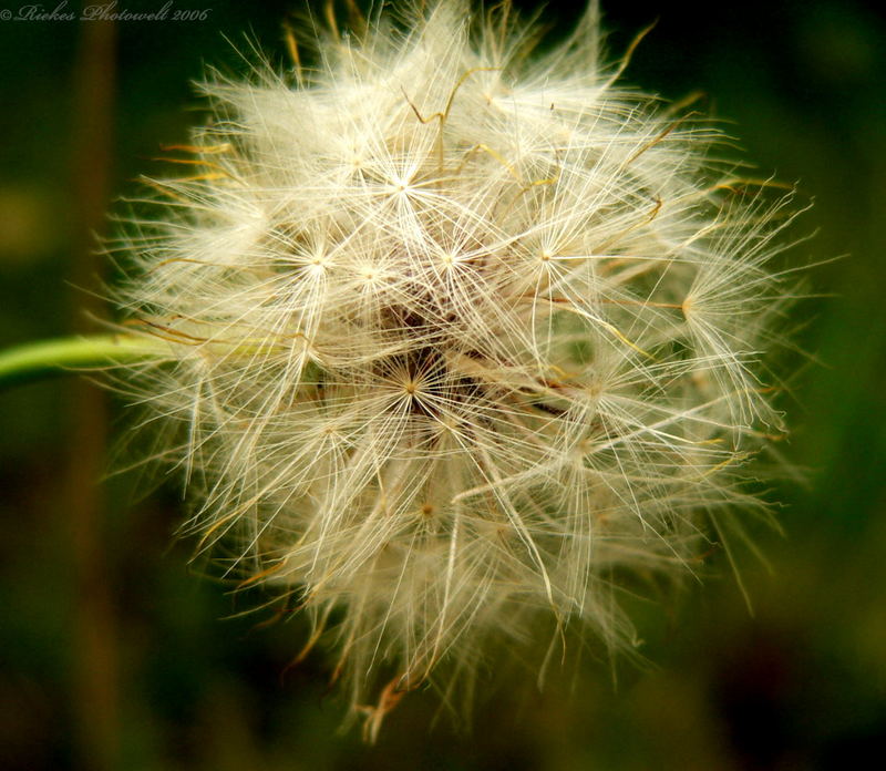 Pusteblume 2